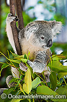 Koala Photo - Gary Bell