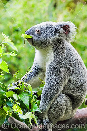 Koala Phascolarctos cinereus photo