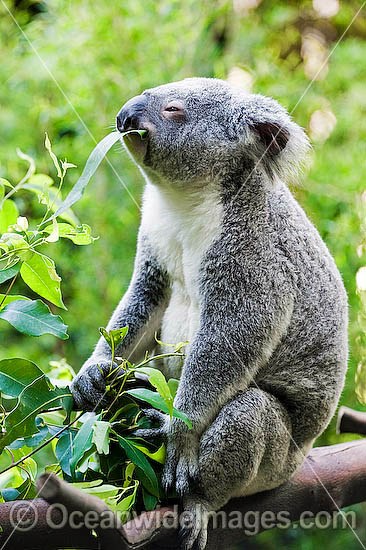 Koala (Phascolarctos cinereus) - eating eucalypt gum tree leaves. South-east Queensland, Australia Photo - Gary Bell