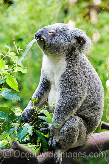 Koala eating photo Koala eating photo