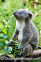 Koala eating Photo - Gary Bell