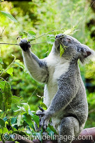 Koala eating gum leaves photo