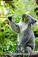 Koala eating gum leaves Photo - Gary Bell