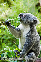 Koala eating gum leaves Photo - Gary Bell