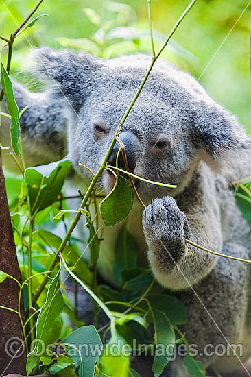 Koala eating photo