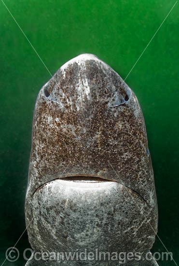 Greenland Shark photo Greenland Shark photo
