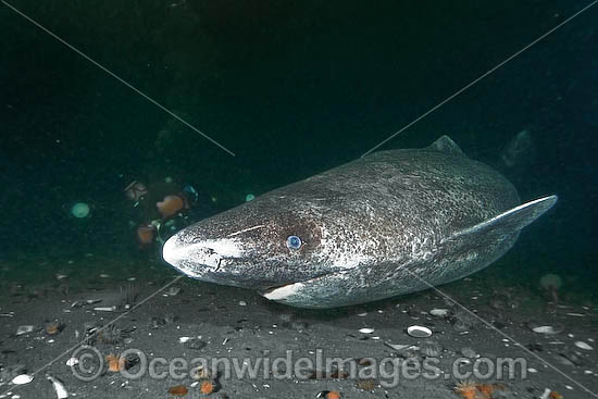 Greenland Shark Somniosus microcephalus photo