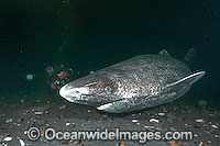 Greenland Shark Somniosus microcephalus Photo - Andy Murch