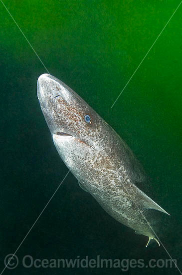 Greenland Shark photo