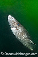 Greenland Shark Photo - Andy Murch