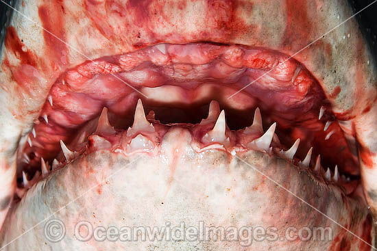 Porbeagle Shark jaw photo Porbeagle Shark jaw photo