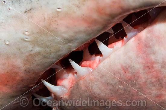 Delail of the ragged jaw of a Porbeagle Shark (Lamna nasus). Bay of Fundy, Canada Photo - Andy Murch