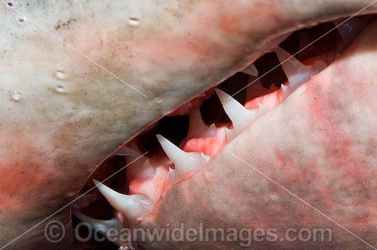 Porbeagle Shark jaw photo Porbeagle Shark jaw photo