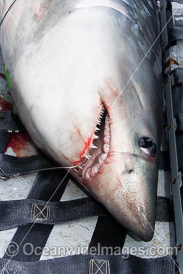 Porbeagle Shark Lamna nasus photo