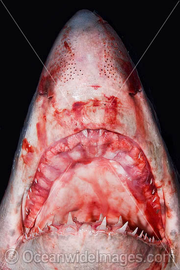 Porbeagle Shark fishing photo