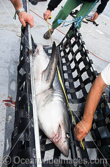 A team of researchers led by Dr Steve Turnbull from the University of New Brunswick use a hammock to hoist a Porbeagle Shark, (Lamna nasus), onto the deck of a research vessel in the Bay of Fundy, Canada Photo - Andy Murch