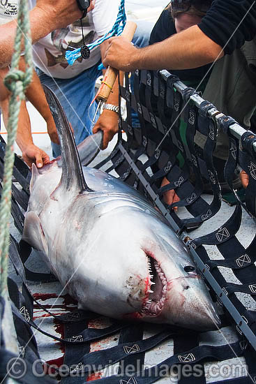 Porbeagle Shark Research photo Porbeagle Shark Research photo