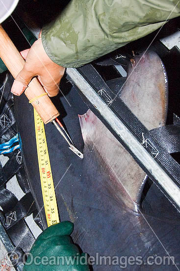 Researchers insert an identification tag below the dorsal fin of a Porbeagle Shark (Lamna nasus). Bay of Fundy, Canada Photo - Andy Murch