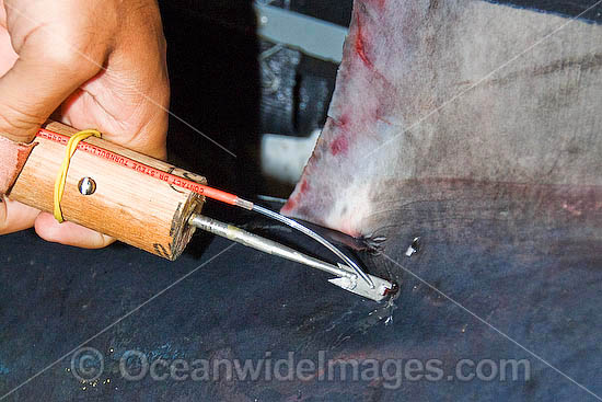 Porbeagle Shark Research photo Porbeagle Shark Research photo