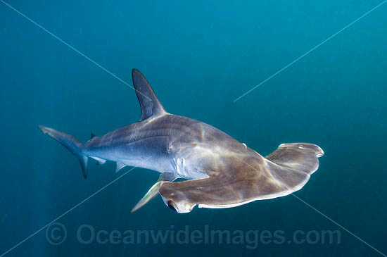 Smooth Hammerhead Shark (Sphyrna zygaena). Widespread in temperate and some tropical regions worldwide. Sea of Cortez, La Paz, Baja California Sur, Mexico Photo - Andy Murch Smooth Hammerhead Shark (Sphyrna zygaena). Widespread in temperate and some tropical regions worldwide. Sea of Cortez, La Paz, Baja California Sur, Mexico Photo - Andy Murch