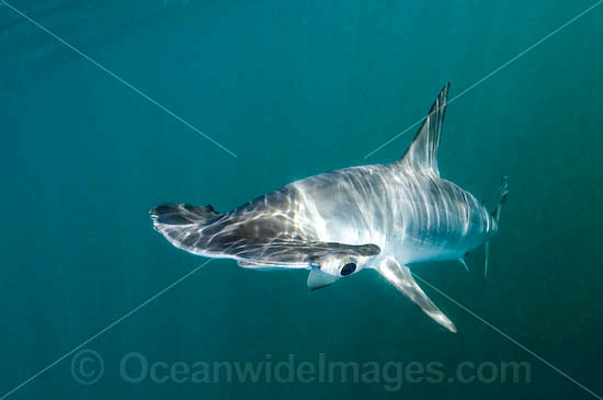 Smooth Hammerhead Shark (Sphyrna zygaena). Widespread in temperate and some tropical regions worldwide. Sea of Cortez, La Paz, Baja California Sur, Mexico Photo - Andy Murch Smooth Hammerhead Shark (Sphyrna zygaena). Widespread in temperate and some tropical regions worldwide. Sea of Cortez, La Paz, Baja California Sur, Mexico Photo - Andy Murch