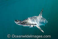 Smooth Hammerhead Shark Photo - Andy Murch