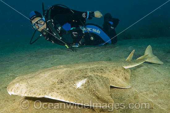 Common Angel Shark photo