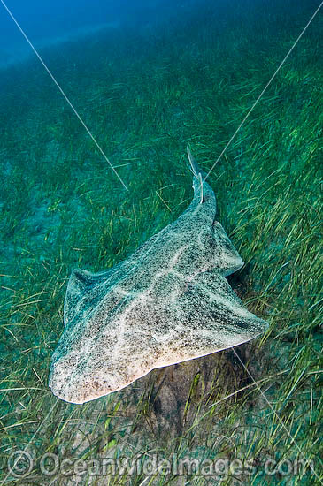 Common Angel Shark Squatina squatina photo