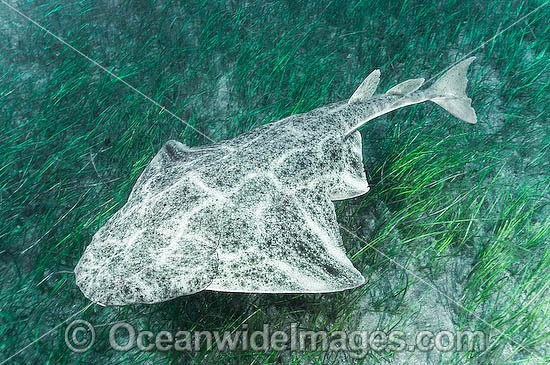 Common Angel Shark Squatina squatina photo