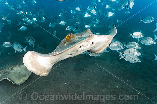 Common Stingray Dasyatis pastinaca photo