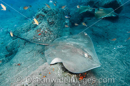 Roughtail Stingray (Dasyatis centroura). A large ray that lives on both sides of the North Atlantic. Los Gigantes, Tenerife, Canary Islands, Spain, off the northwest coast of mainland Africa Photo - Andy Murch Roughtail Stingray (Dasyatis centroura). A large ray that lives on both sides of the North Atlantic. Los Gigantes, Tenerife, Canary Islands, Spain, off the northwest coast of mainland Africa Photo - Andy Murch