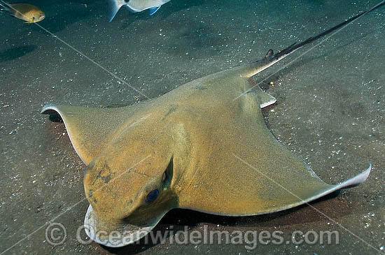 Common Eagle Ray (Myliobatis aquila). Los Gigantes, Tenerife, Canary Islands, Spain, off the northwest coast of mainland Africa Common Eagle Ray (Myliobatis aquila). Los Gigantes, Tenerife, Canary Islands, Spain, off the northwest coast of mainland Africa
