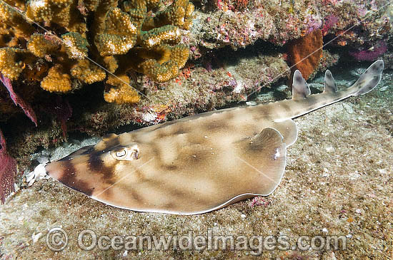 Banded Guitarfish (Zapteryx exasperata). Cabo Pulmo, Sea of Cortez, Baja, Mexico Photo - Andy Murch Banded Guitarfish (Zapteryx exasperata). Cabo Pulmo, Sea of Cortez, Baja, Mexico Photo - Andy Murch