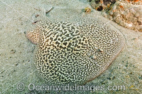 Marbled Torpedo Ray (Torpedo marmorata). Also known as Marbled Electric Ray. El Cabron Marine Park, Arinaga, Gran Canaria, Canary Islands, Spain, off northwest coast of mainland Africa Photo - Andy Murch