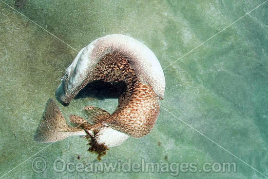 Marbled Torpedo Ray ready to shock photo