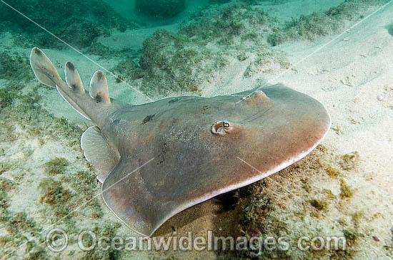 Giant Electric Ray (Narcine entemedor). Also known as Cortez Electric Ray. Sea of Cortez, San Jose Del Cabo, Baja, Mexico Photo - Andy Murch