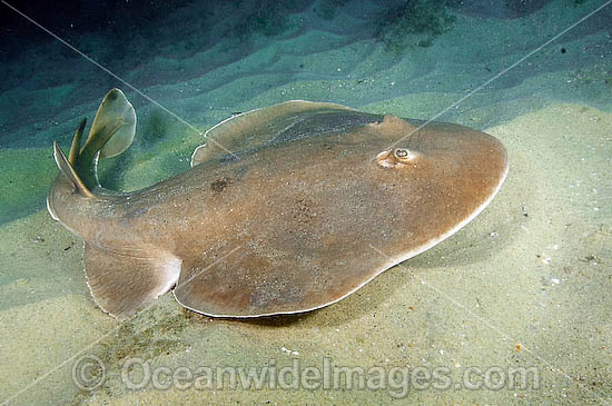 Giant Electric Ray Narcine entemedor photo