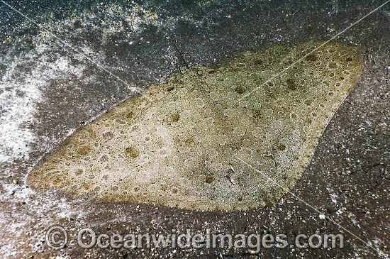 Spiny Butterfly Ray photo