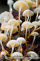 Australian Rainforest Fungi Photo - Gary Bell