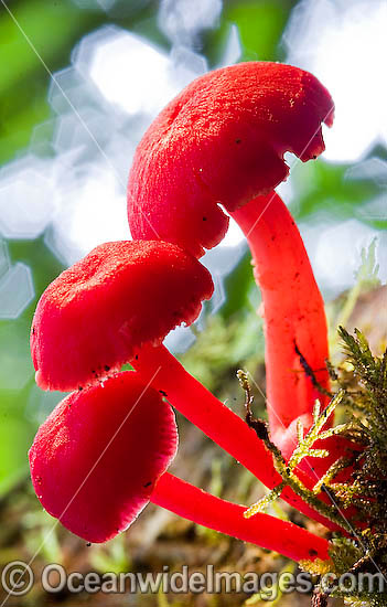 Australian Rainforest Fungi photo