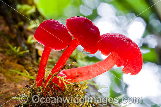 Australian Rainforest Fungi. Photo was taken in tropical rainforest, near Coffs Harbour, New South Wales, Australia Photo - Gary Bell