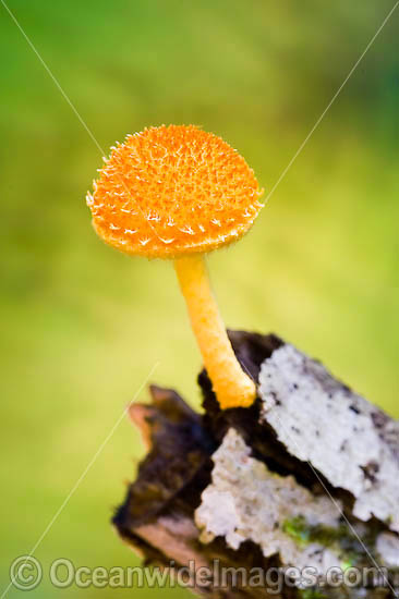 Fungi Cyptotrama asprata photo