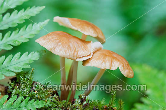 Rainforest Fungi photo Rainforest Fungi photo