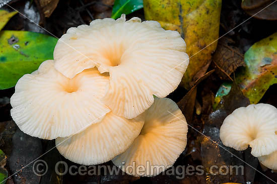 Australian Rainforest Fungi. Photo was taken in tropical rainforest, near Coffs Harbour, New South Wales, Australia Photo - Gary Bell
