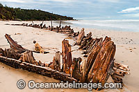 Shipwreck Buster Woolgoolga Photo - Gary Bell