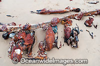 Woolgoolga Shipwreck Photo - Gary Bell