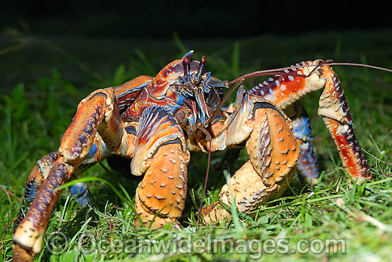 Robber Crab (Birgus latro). Also known as Coconut Crab. Christmas Island, situated in the Indian Ocean, Australia Photo - Justin Gilligan Robber Crab (Birgus latro). Also known as Coconut Crab. Christmas Island, situated in the Indian Ocean, Australia Photo - Justin Gilligan