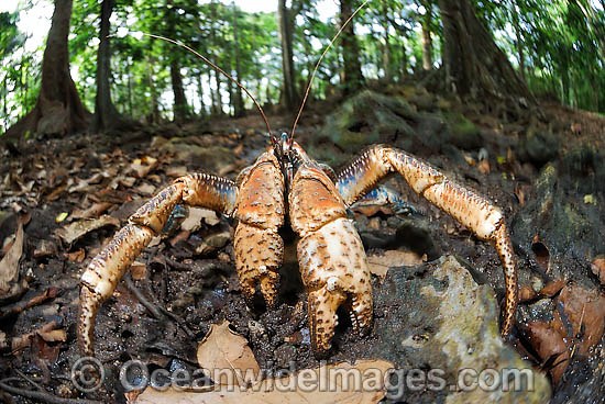 Robber Crab in rainforest photo