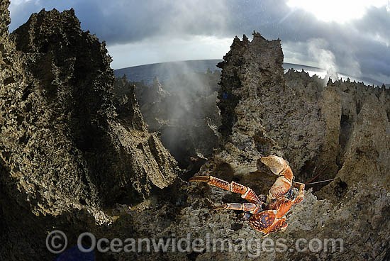 Robber Crab Birgus latro photo