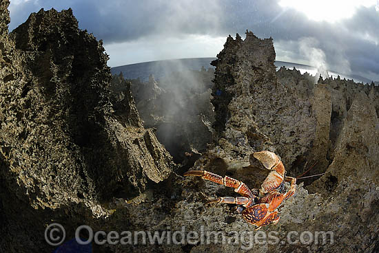 Robber Crab (Birgus latro). Also known as Coconut Crab. Blow Holes, Christmas Island, situated in the Indian Ocean, Australia Photo - Justin Gilligan Robber Crab (Birgus latro). Also known as Coconut Crab. Blow Holes, Christmas Island, situated in the Indian Ocean, Australia Photo - Justin Gilligan